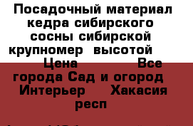 Посадочный материал кедра сибирского (сосны сибирской) крупномер, высотой 3-3.5  › Цена ­ 19 800 - Все города Сад и огород » Интерьер   . Хакасия респ.